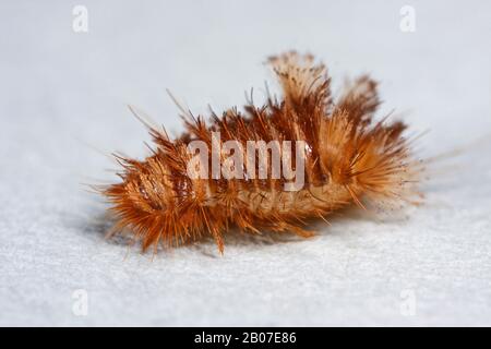 varied carpet beetle (Anthrenus verbasci), larva, Germany Stock Photo