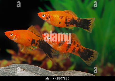 green swordtail (Xiphophorus helleri), breeding form Marmor Stock Photo