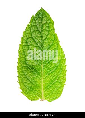 Fresh green mint isolated on white background Stock Photo