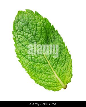 Fresh green mint isolated on white background Stock Photo