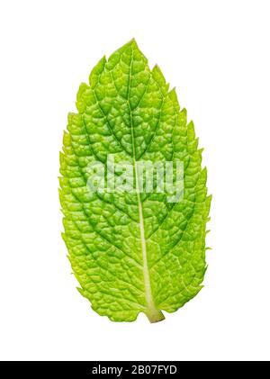 Fresh green mint isolated on white background Stock Photo