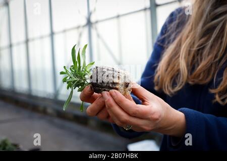 CARDIFF, UNITED KINGDOM, 10th February 2020. Bute Park's Secret Garden nurseries work on planting and potting plants to be sold. Credit: Megan Ellis. Stock Photo