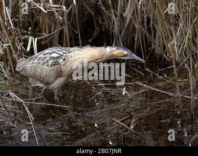 Bittern, Botaurus stellaris, Poised Waiting To Snatch A Fish From A Reed Bed. Taken at Blashford Lakes near Ringwood UK Stock Photo