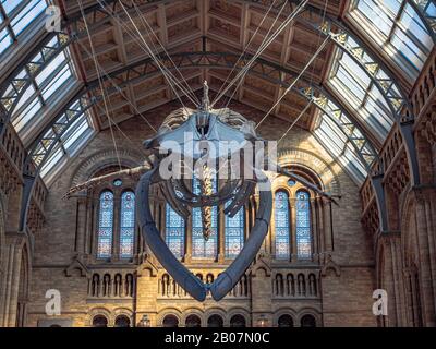 London, United Kingdom. Circa December 2019. Blue whale skeleton in the main hall of the Natural History Museum of London. Stock Photo