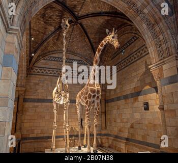 London, United Kingdom. Circa December 2019.  A stuffed giraffe in Natural History Museum of London. Stock Photo