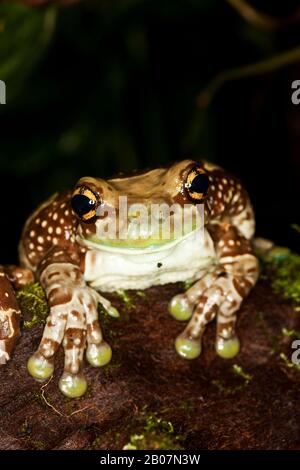 Amazon Milk Frog, phrynohyas resinifictrix, Adult Stock Photo