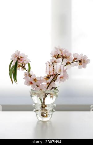 Glass vase with almond flowers on a white background Stock Photo - Alamy