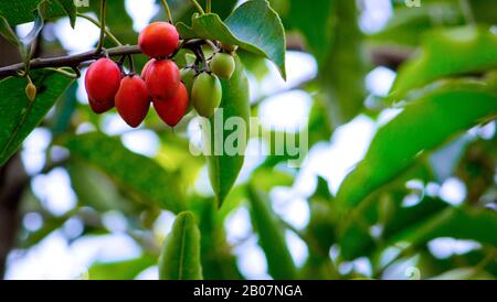 Close up rip Spanish Cherry fruit, Tanjong tree or Bullet wood. (Mimusops elengi) Stock Photo