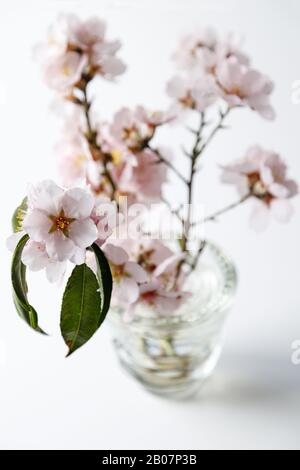 Top view of a glass vase with almond flowers on a white background Stock Photo