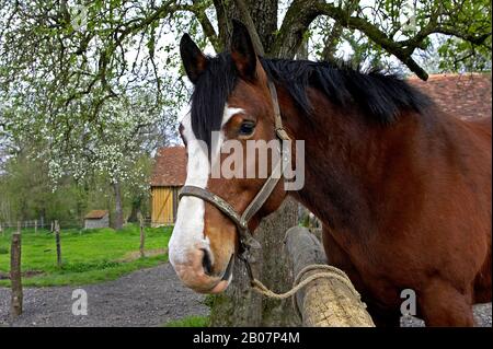 Cob Normand Draft Horse, French Breed Stock Photo