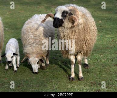 Thones and Marthod Domestic Sheep, Ram, Ewe and Lamb Stock Photo