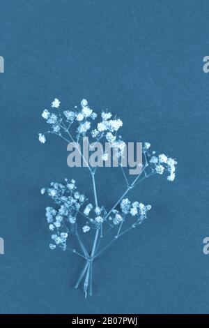 the white little flower branch isolated on background. Blue color monochrome mode. Notebook cover template Stock Photo