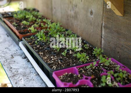 Young veggie starts in a greenhouse Stock Photo
