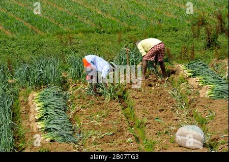 Sri Lanka, Nuwara Eliya, farmers harvesting leeks Stock Photo