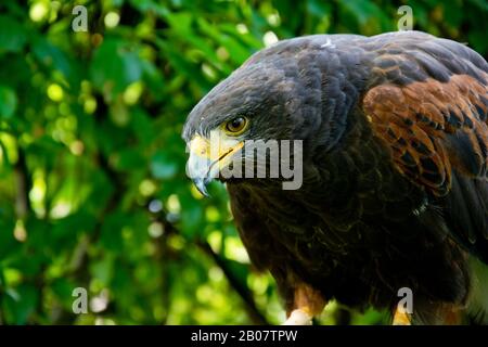 Harris hawk close up portrait. Birds of prey in nature. Stock Photo