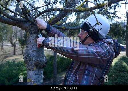 Arborist pruning tree with garden shears using truck-mounted lift. February 10, 2020. Kiev, Ukraine Stock Photo