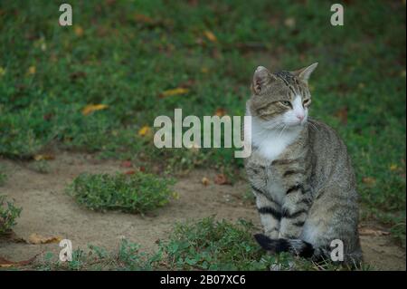 Grey Tabby cat sitting on grass with tail curled Stock Photo