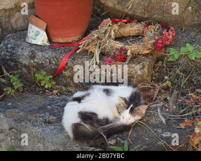 Sleeping cat curled up beneath straw and flower wreath and plant pot Stock Photo