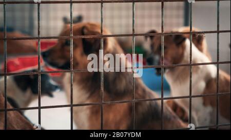 Unwanted and homeless dogs of different breeds in animal shelter. Looking and waiting for people to come adopt. Shelter for animals concept Stock Photo