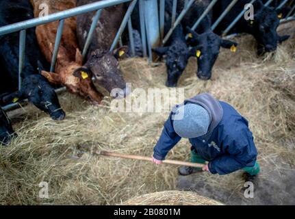 07 February 2020, Mecklenburg-Western Pomerania, Stintenburger Hütte: Employee Joachim Grunert works in the new stable of the Ark Farm Domäne Knesse and feeds the animals. Around 150 animals are kept as beef cattle in the Lebenshilfewerk Hagenow farm. The Arche-Hof offers disabled people 22 residential and 30 jobs, mainly in its own organic farm. The focus is on working with animals and promoting a special environmental awareness on an organic farm. Photo: Jens Büttner/dpa-Zentralbild/ZB Stock Photo