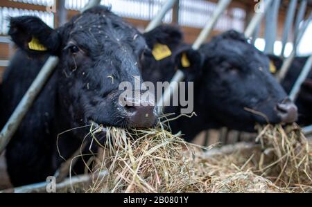 07 February 2020, Mecklenburg-Western Pomerania, Stintenburger Hütte: German Angus cattle eat hay in the new stable of the Ark Farm Domäne Knesse. Around 150 animals are kept as beef cattle in the Lebenshilfewerk Hagenow farm. The Arche-Hof offers disabled people 22 residential and 30 jobs, mainly in its own organic farm. The focus is on working with animals and promoting a special environmental awareness on an organic farm. Photo: Jens Büttner/dpa-Zentralbild/ZB Stock Photo