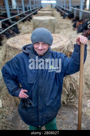 07 February 2020, Mecklenburg-Western Pomerania, Stintenburger Hütte: Employee Joachim Grunert works in the new stable of the Ark Farm Domäne Knesse and feeds the animals. Around 150 animals are kept as beef cattle in the Lebenshilfewerk Hagenow farm. The Arche-Hof offers disabled people 22 residential and 30 jobs, mainly in its own organic farm. The focus is on working with animals and promoting a special environmental awareness on an organic farm. Photo: Jens Büttner/dpa-Zentralbild/ZB Stock Photo