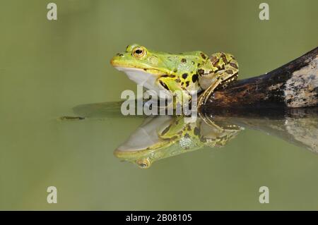 Wasserfrosch (Rana esculenta) Stock Photo