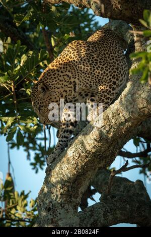 Male leopard climbs down from leafy tree Stock Photo