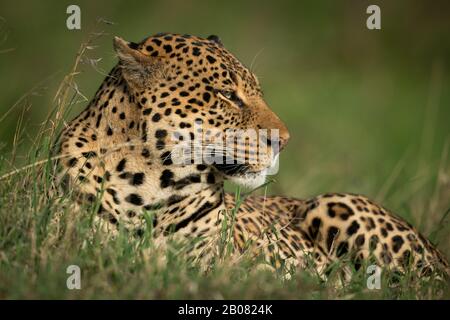 Male leopard lies in grass looking right Stock Photo