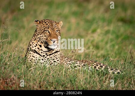 Male leopard lies in grass looking down Stock Photo