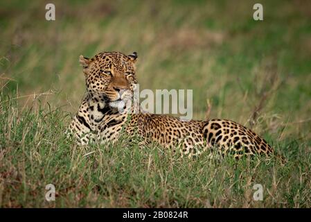 Male leopard lies in grass turning head Stock Photo