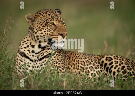 Male leopard lies in grass facing right Stock Photo