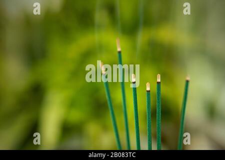 Close up of burning joss sticks on  green out of focus background background with copy space. Stock Photo
