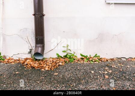 Drainpipe on a white wall of a house. A pile of leaves on the asphalt and green plants. Urban old architecture Stock Photo