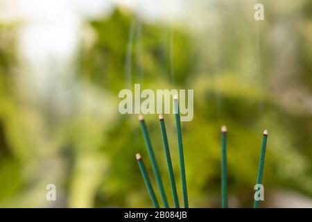 Close up of burning incense sticks on  green out of focus background background with copy space. Stock Photo