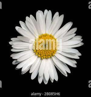 white common lawn daisy (Bellis perennis) flower top view isolated on black Stock Photo