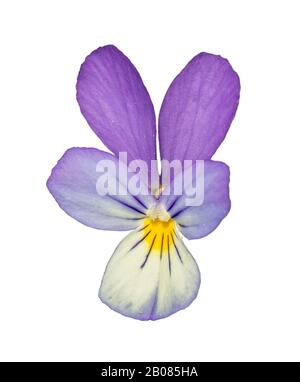 violet Johnny Jump up, heartsease, tickle-my-fancy, three faces in a hood (viola tricolor) flower isolated on white Stock Photo