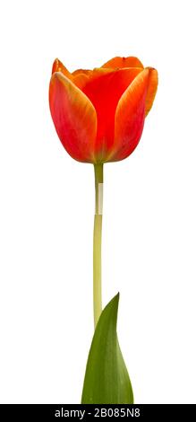 single orange yellow tulip flower with stem and leaf isolated on white Stock Photo