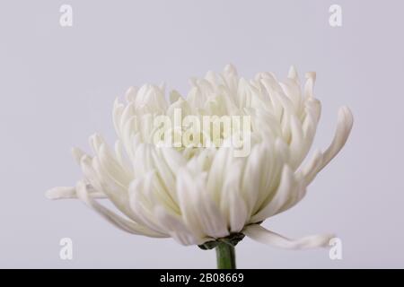 the Memorial Day concept, white chrysanthemum flower 008 Stock Photo