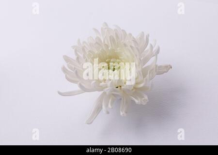 the Memorial Day concept, white chrysanthemum flower 002 Stock Photo