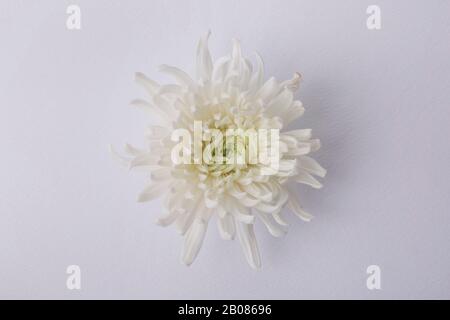 the Memorial Day concept, white chrysanthemum flower 001 Stock Photo