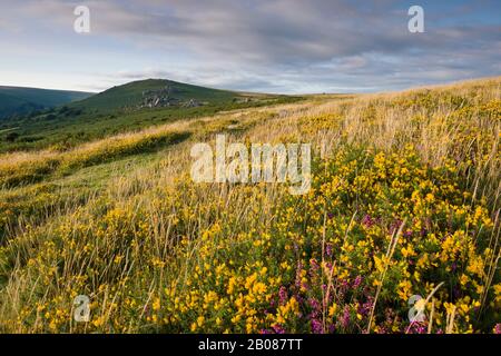Gorse and heather on Bonehill Down in late summer in Dartmoor National Park with Bonehill Rocks beyond, Devon, England. Stock Photo