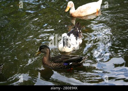 Ducks swimming Stock Photo