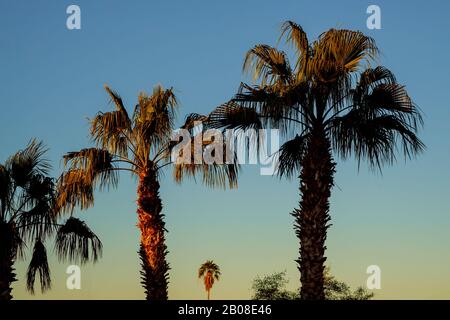 A group of palm trees with sunset in Arizona Stock Photo