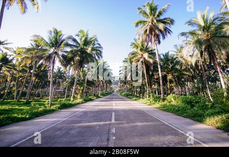 Palm tree jungle in the philippines. concept about wanderlust tropical travels Stock Photo