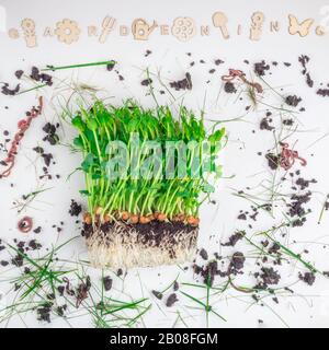 Raw sprouts of peas microgreen with soil and worms, gardening and farming concept. Vegetable and microgreen. Healthy eating Stock Photo