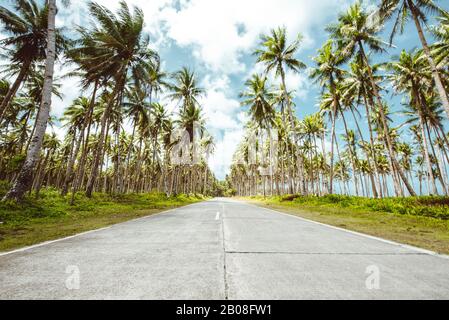 Palm tree jungle in the philippines. concept about wanderlust tropical travels. Stock Photo