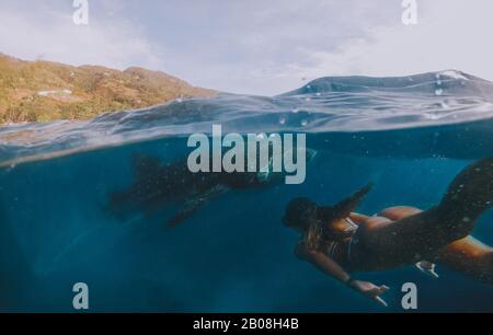 Giant whale sharks in Cebu, philippines. Swimming with these big marine animals underwater. shot  with action camera under water Stock Photo