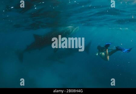 Giant whale sharks in Cebu, philippines. Swimming with these big marine animals underwater. shot  with action camera under water Stock Photo