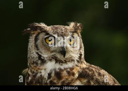 great horned owl close up Stock Photo